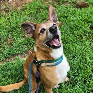 Collins, Retriever, Labrador, senior, available for adoption