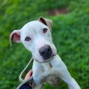 Athena, Terrier, American Pit Bull, adult, available for adoption