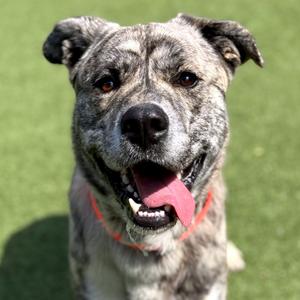 Curtis, Mixed Breed (Medium), adult, available for adoption