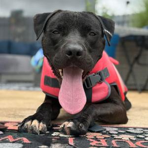 Alfred, Terrier, Pit Bull, adult, available for adoption