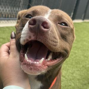 Chicken Little, Terrier, Pit Bull, adult, available for adoption