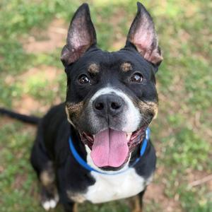 Chase, Bulldog, American, adult, available for adoption