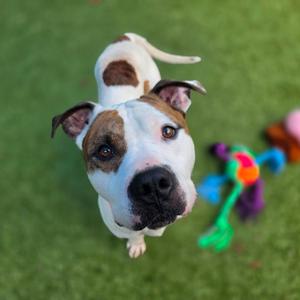 A close-up of a brown and white dog looking up at the camera, with a colorful toy in the background on a green surface.