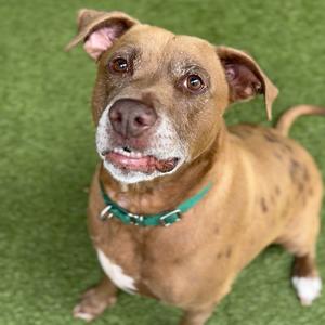 A brown dog with a green collar standing on a green surface