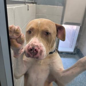 A light brown dog with a pink nose and ears, standing on its hind legs and pressing its front paws against a glass door. The dog is wearing a black collar and appears to be in a shelter or kennel environment.