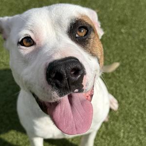 Bitz, Terrier, American Pit Bull, adult, available for adoption