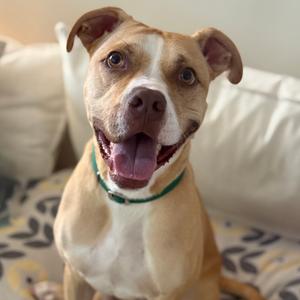 A happy tan and white pit bull mix dog wearing a green collar, looking directly at the camera while sitting on a patterned surface.