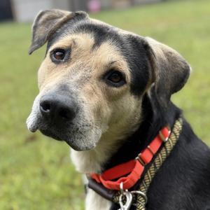 Aries, Shepherd, adult, available for adoption