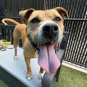 Buttercup, Mixed Breed (Large), adult, available for adoption