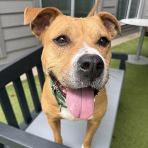 Buttercup, Mixed Breed (Large), adult, available for adoption