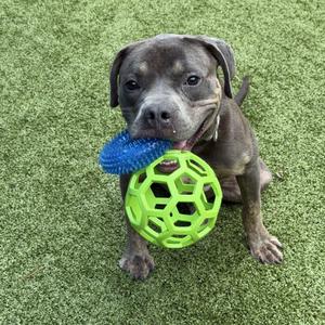 A brown dog holding a blue and green toy in its mouth on a green grassy surface.