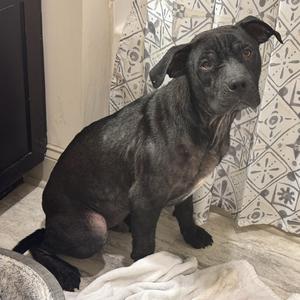 Brazil, Terrier, Staffordshire Bull, adult, available for adoption