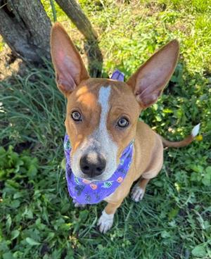 Potato Chip, Australian Cattle Dog / Blue Heeler / Basenji, young, available for adoption