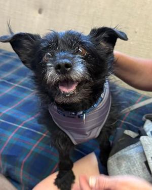 Hunter, Cairn Terrier, senior, available for adoption