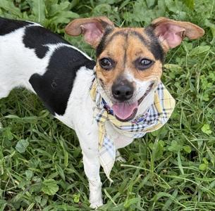 Lilly, Jack Russell Terrier, adult, available for adoption