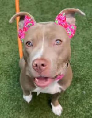 A brown dog with a pink bow on its ears, standing on green grass.