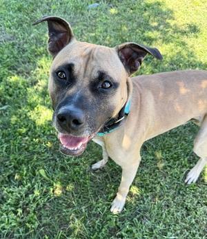A brown dog with a black muzzle and ears standing on grass, looking up at the camera with its mouth open and tongue out.