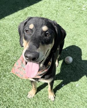 Kola, Retriever / Hound, young, available for adoption