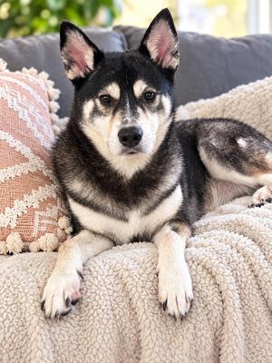 Max, Husky, adult, available for adoption