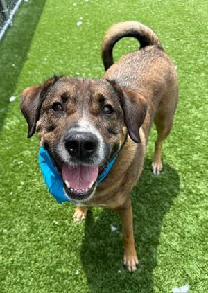 Rudy, Shepherd / Hound, adult, available for adoption
