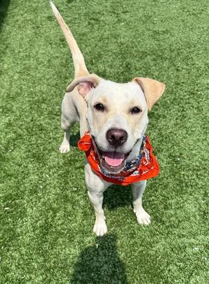 A happy dog wearing a red bandana, standing on green artificial grass.