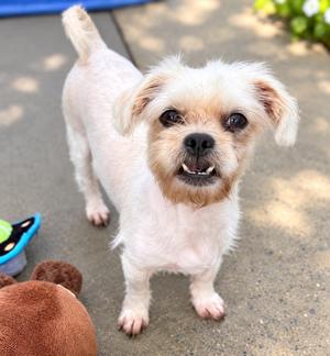 A small white dog with a fluffy coat and a brown patch around its mouth is standing on a concrete surface. The dog has large, dark eyes and a slightly open mouth, showing its teeth. Its ears are floppy, and it appears to be looking directly at the camera. In the background, there is a blue object and a brown stuffed toy.