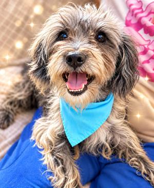 Frankie, Havanese, adult, available for adoption