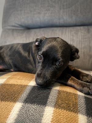Abby, Labrador Retriever, puppy, available for adoption