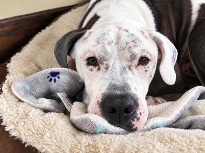 Gregory, American Bulldog, senior, available for adoption