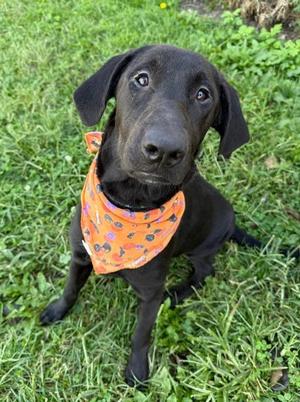 Muffin, Labrador Retriever, young, available for adoption