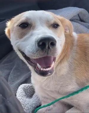A happy dog with a white and brown coat, smiling with its mouth open, wearing a green leash.
