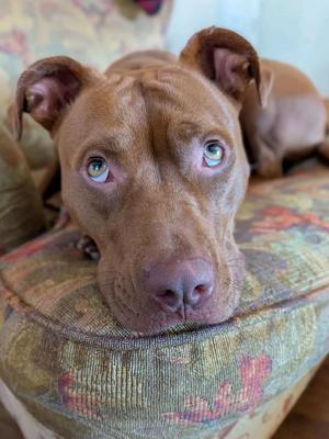 A brown dog with blue eyes lying on a patterned cushion.