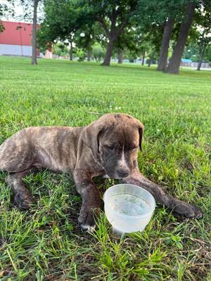 Phillip, Terrier, puppy, available for adoption