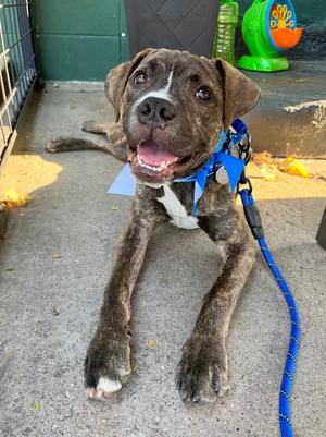 Phillip, Terrier, puppy, available for adoption