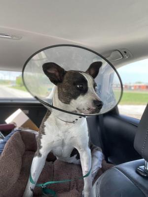 Winnie, Bull Terrier, adult, available for adoption