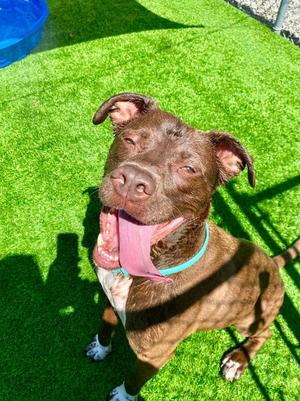 Bubba, Pit Bull Terrier, adult, available for adoption