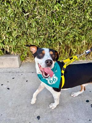 Stetson, Australian Cattle Dog / Blue Heeler, young, available for adoption