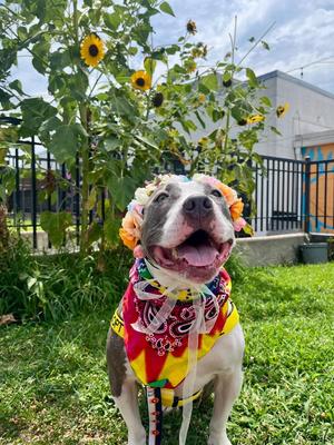 Stevie, Staffordshire Bull Terrier / Pit Bull Terrier, adult, available for adoption