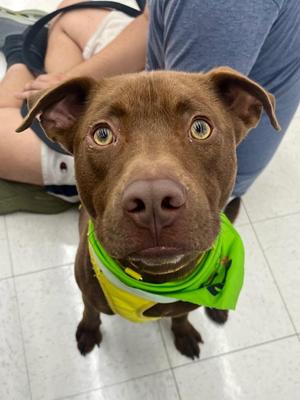 Kesher, Chocolate Labrador Retriever / Pit Bull Terrier, young, available for adoption