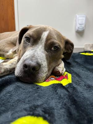 Kevin, American Staffordshire Terrier / Australian Cattle Dog / Blue Heeler, young, available for adoption