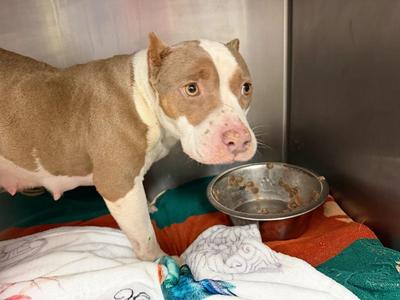 Valerie, American Staffordshire Terrier, adult, available for adoption