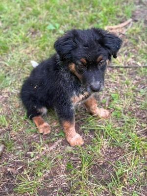 A black and tan puppy with floppy ears sitting on grass.