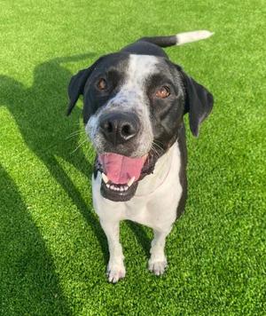 Winston, Pointer / Terrier, adult, available for adoption