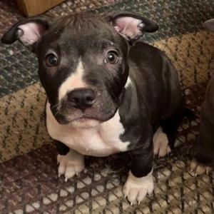 Piggly-1, Terrier, American Staffordshire, available for adoption