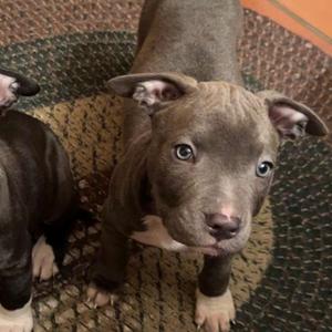 Oink-3, Terrier, American Staffordshire, available for adoption