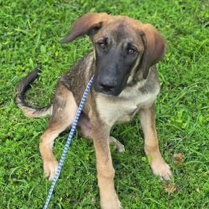 Otto, Shepherd, German, young, available for adoption