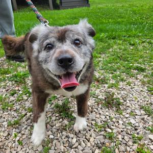 Tiffany, Collie, Border, senior, available for adoption