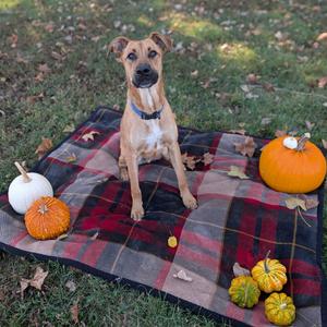 Brownie, Shepherd, adult, available for adoption