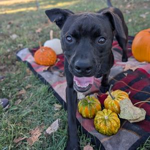 Frogger, Terrier, American Pit Bull, young, available for adoption
