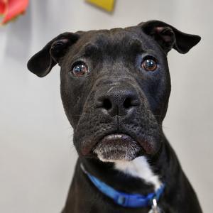 Frogger, Terrier, American Pit Bull, young, available for adoption